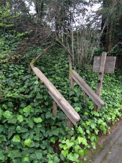 An abandoned staircase long overgrown with English Ivy.