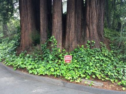 A Redwood tree that had been cut down. (The stump is in the center.) The trees now visible grew from the remaining roots of the original tree.