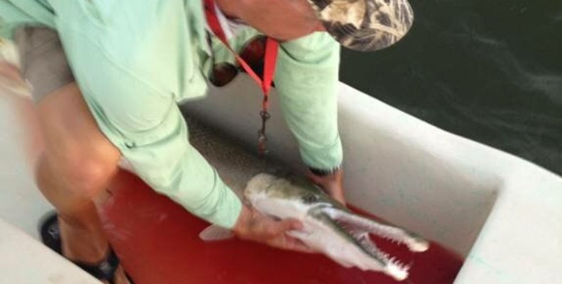 A Fish Story